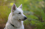 White Shepherd portrait