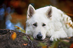 lying White Shepherd