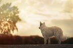 White Shepherd