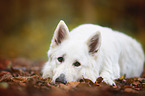 lying White Shepherd