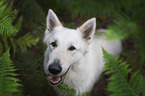 sitting White Shepherd
