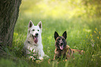 White Shepherd and Malinois