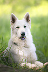 lying White Shepherd