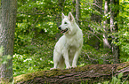 standing Berger Blanc Suisse