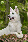 Berger Blanc Suisse
