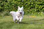 running Berger Blanc Suisse