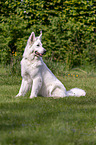 sitting Berger Blanc Suisse