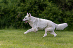 running Berger Blanc Suisse
