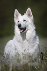 White Shepherd