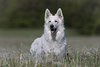 White Shepherd