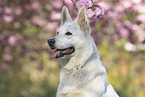 White Shepherd portrait