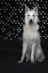 sitting White Shepherd
