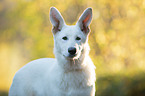 white shepherd