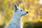 white shepherd