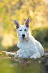 white shepherd