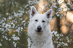 White shepherd in front of blossoms