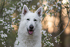 White shepherd in front of blossoms