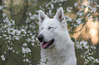 White shepherd in front of blossoms