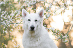 White shepherd in front of blossoms