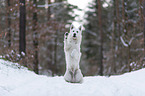 White Shepherd in the snow