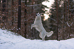 White Shepherd in the snow