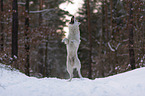 White Shepherd in the snow