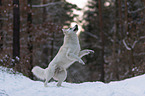 White Shepherd in the snow