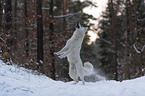 White Shepherd in the snow
