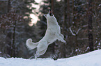 White Shepherd in the snow