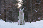 White Shepherd in the snow