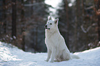 White Shepherd in the snow