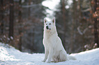 White Shepherd in the snow