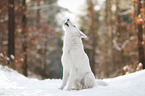White Shepherd in the snow