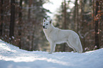 White Shepherd in the snow