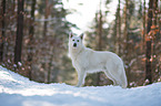 White Shepherd in the snow