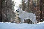 White Shepherd in the snow