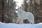 White Shepherd in the snow