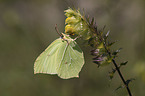 Brimstone Butterfly