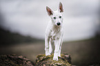 young white shepherd