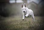young white shepherd