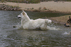White Shepherd