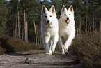 White Shepherd