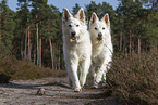 White Shepherd