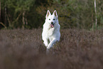 White Shepherd