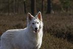 White Shepherd