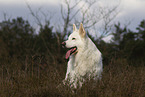 White Shepherd