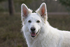 White Shepherd