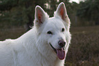White Shepherd