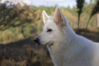White Shepherd