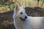 White Shepherd